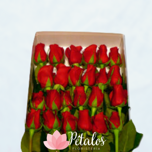 Caja con 24 Rosas Rojas
